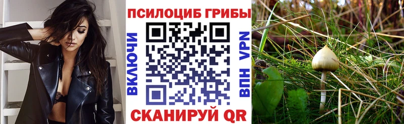 как найти Грязи Псилоцибиновые грибы GOLDEN TEACHER